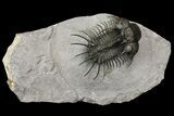 New Trilobite Species (Affinities to Quadrops) #174203-1
